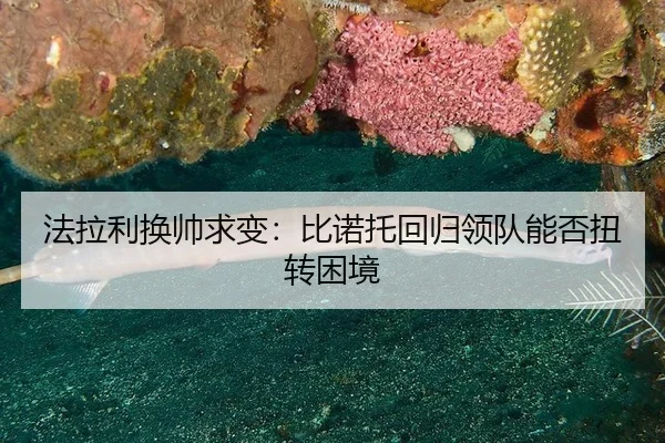 fa-la-li-huan-shuai-qiu-bian-bi-nuo-tuo-hui-gui-ling-dui-neng-fou-niu-zhuan-kun-jing-2-739.jpg